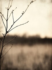 Aufkleber - Artistic closeup of bare tree branches against soft focus background in sepia tones : Generative AI