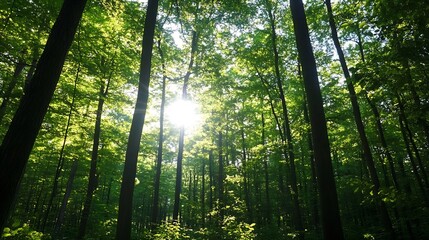 Poster - Sunlight Filtering Through Lush Green Trees Creating a Tranquil Forest Scene : Generative AI