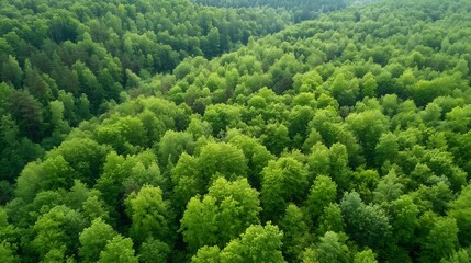 Poster - Aerial view of lush green forest with dense trees creating a vibrant natural landscape : Generative AI