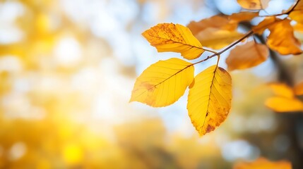 Poster - Closeup of golden autumn leaves backlit by soft sunlight creating a warm atmosphere : Generative AI