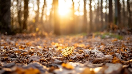Leinwandbilder - Golden autumn leaves blanketing the ground illuminated by soft sunlight in a serene forest : Generative AI