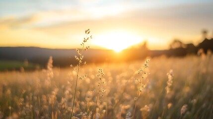 Fototapete - Golden Sunrise Over a Serene Meadow with Gentle Grass and Soft Light : Generative AI