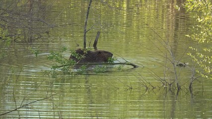 Wall Mural - Nutria eating alone in a swamp surrounded by tranquil ripples and vegetation reflections