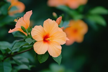 Poster - Vibrant orange hibiscus flowers blooming amidst lush green foliage in a tranquil garden setting. Generative AI