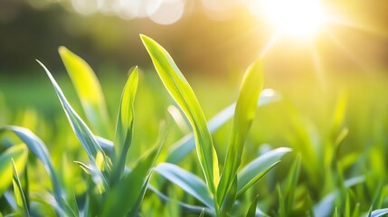 Fototapete - Fresh green grass with dewdrops glistening in the warm sunlight during a peaceful morning : Generative AI