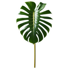 Wall Mural - Monstera Jungle Plant isolated on transparent background