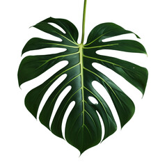Wall Mural - Monstera Jungle Plant isolated on transparent background