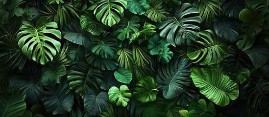   A wall of lush, green tropical leaves and plants, photorealistic, with a dark background, in a top-down view.