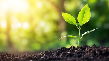 Poster - Fresh green plant sprouting from rich soil with sunlight illuminating growth in nature : Generative AI