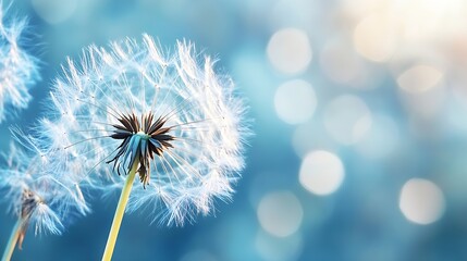 Poster - Delicate close up of dandelion puffball against a soft blurred background capturing nature's beauty : Generative AI