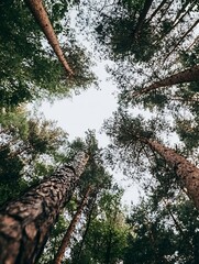 Poster - Majestic view of towering pine trees reaching towards the sky in a lush forest : Generative AI