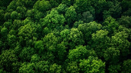 Poster - Dense Green Forest Canopy Viewed from Above with Lush Foliage and Natural Beauty : Generative AI