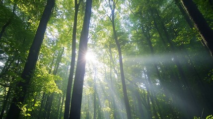 Fototapete - Sunlight Streaming Through Lush Green Trees in a Serene Forest Landscape : Generative AI