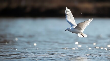 Poster - A graceful white bird flies over a shimmering body of water capturing the essence of freedom and beauty : Generative AI
