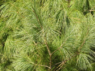 natural texture, eastern white pine, pinus strobus. blue ridge, mountain wilderness, virginia.
