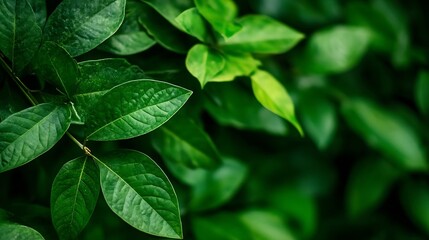 Poster - Closeup of vibrant green leaves in a lush garden showcasing nature's beauty and diversity : Generative AI