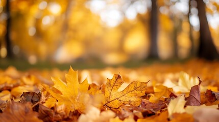 Leinwandbilder - Vibrant autumn scene with fallen orange leaves covering the peaceful forest ground in warm sunlight : Generative AI