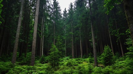 Poster - Dense evergreen forest with towering trees and lush greenery creating a peaceful natural environment : Generative AI