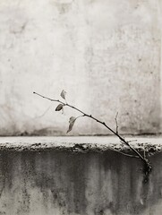 Poster - A minimalistic black and white image of a lone twig with leaves against a textured wall : Generative AI
