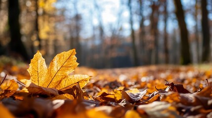 Poster - Golden autumn leaves scattered on the forest floor under bright sunlight : Generative AI