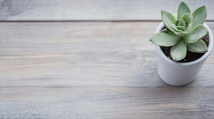 Poster - Potted succulent plant on rustic wooden surface emphasizing simplicity and natural beauty indoors : Generative AI