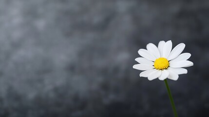 Wall Mural - Beautiful daisy flower with yellow center against a blurred dark background creating a captivating contrast : Generative AI