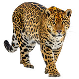 jaguar animal