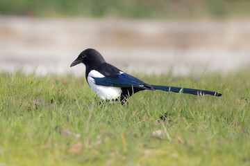 Poster - common magpie