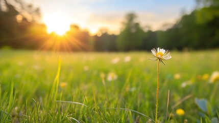 Poster - Beautiful close up of a single daisy flower in a sunlit green field during spring time : Generative AI