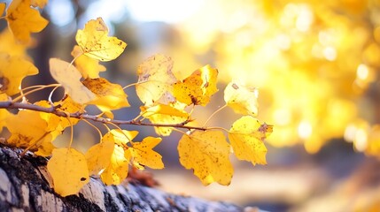 Poster - Close up of bright golden autumn leaves glistening in the sunlight on a blurred background : Generative AI