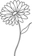 © Dream - Aster Flower Line Drawing in Vector Beautiful Floral Design