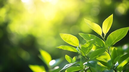 Aufkleber - Close up of green leaves glistening under bright sunlight in a lush natural environment : Generative AI