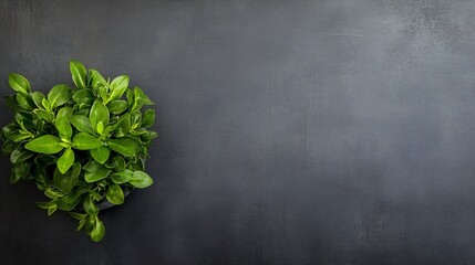 Poster - Fresh vibrant green plant arranged on a dark textured background for a clean minimalist aesthetic : Generative AI