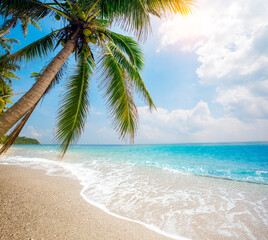 Wall Mural - panorama of tropical beach with coconut palm trees