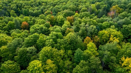 Aufkleber - An aerial view of a lush green forest featuring various shades of foliage as the seasons change : Generative AI