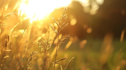Poster - Closeup view of golden grass swaying in the sunlight during sunset : Generative AI