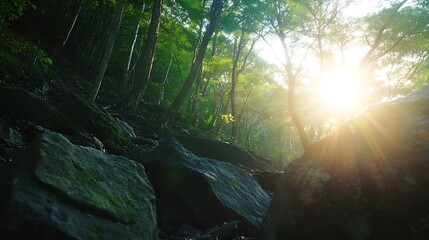 Poster - Stunning Sunlight Filtering Through the Lush Greenery of a Serene Forest at Dawn : Generative AI