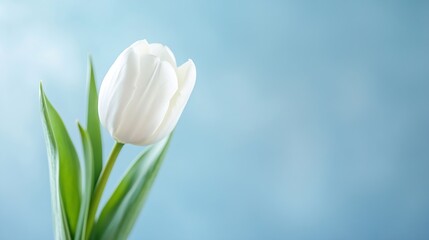 Poster - Delicate white tulip flower against a soft light blue background : Generative AI