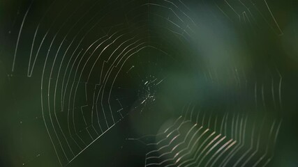 spider web with dew drops