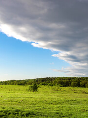 Wall Mural - field of grass with a tree in the middle