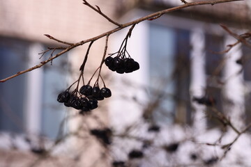 Poster - A bunch of black berries hanging from a tree branch, ripe for picking.