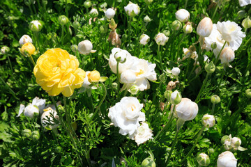 Wall Mural - Ranunkulus of white and yellow colors