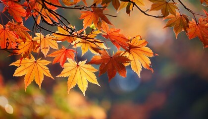 colorful autumn maple leaves on a tree branch