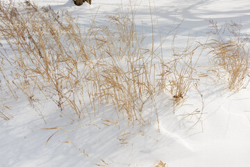 Wall Mural - dried grass in a snowy landscape