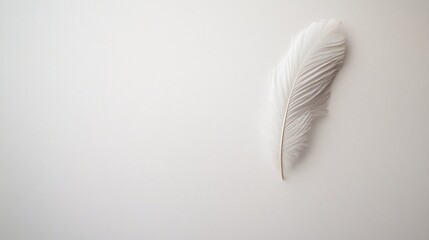 Poster - Single White Feather on a Light Background: A Minimalist Image