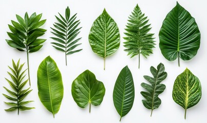Wall Mural - lush green tropical leaves arranged against a clean white background, softly illuminated to enhance 