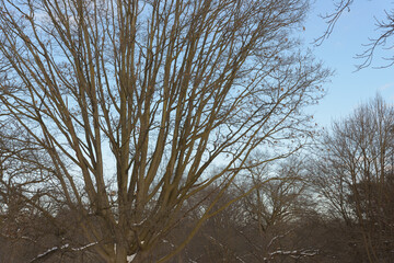 Wall Mural - bare tree with many branches in winter