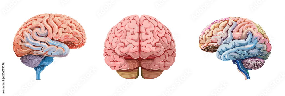 Human brain, front and side view, anatomy diagram vector illustration ...