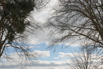 Wall Mural - trees and sky on a cloudy cold winter sky