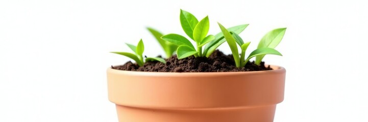 Wall Mural - isolated green soil in a terracotta pot on white background, minimalist, terracotta, pot